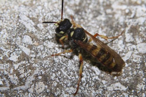 Réf. 245 495 : Cerceris flavilabris